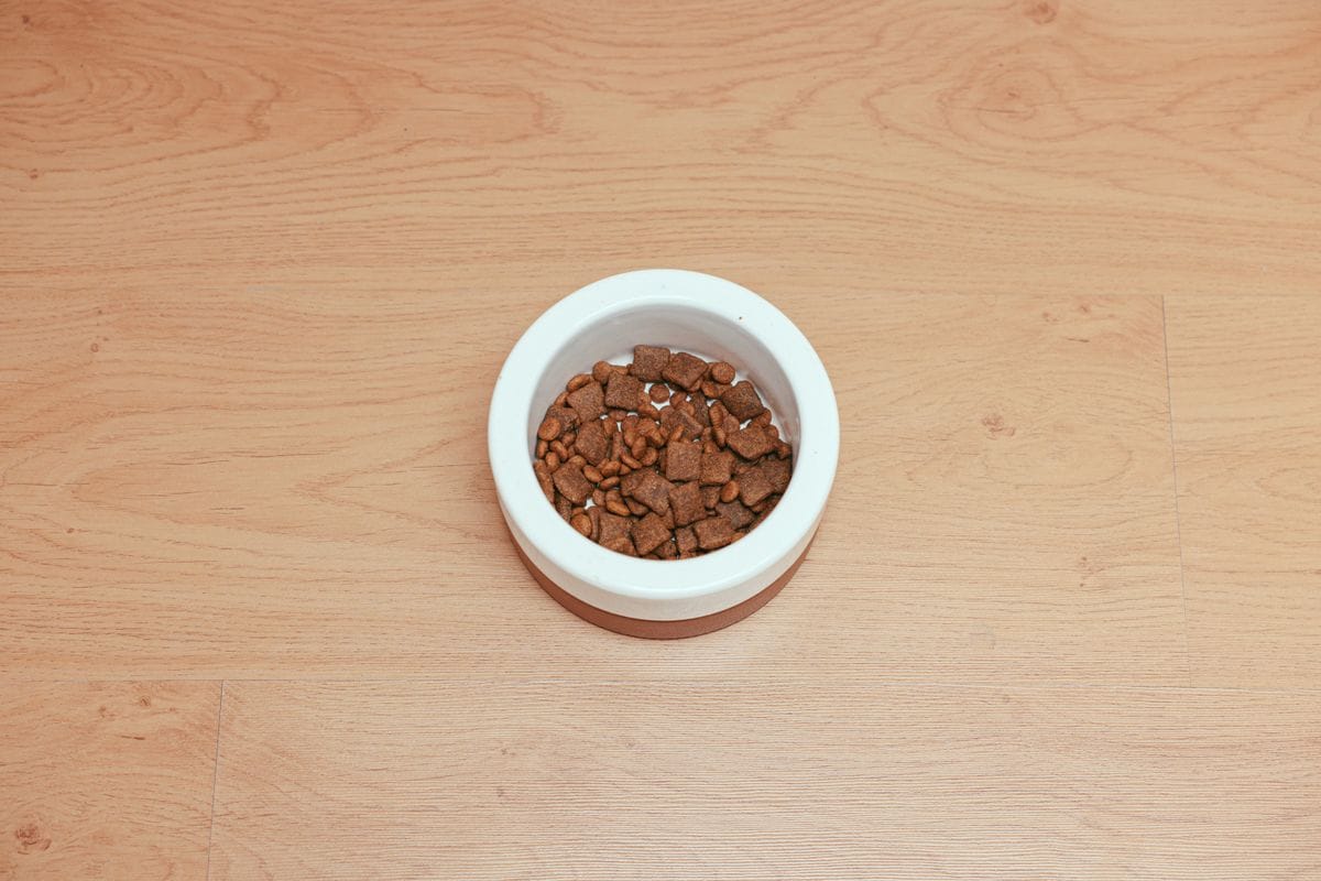 Como economizar com seu pet sem abrir mão do bem-estar